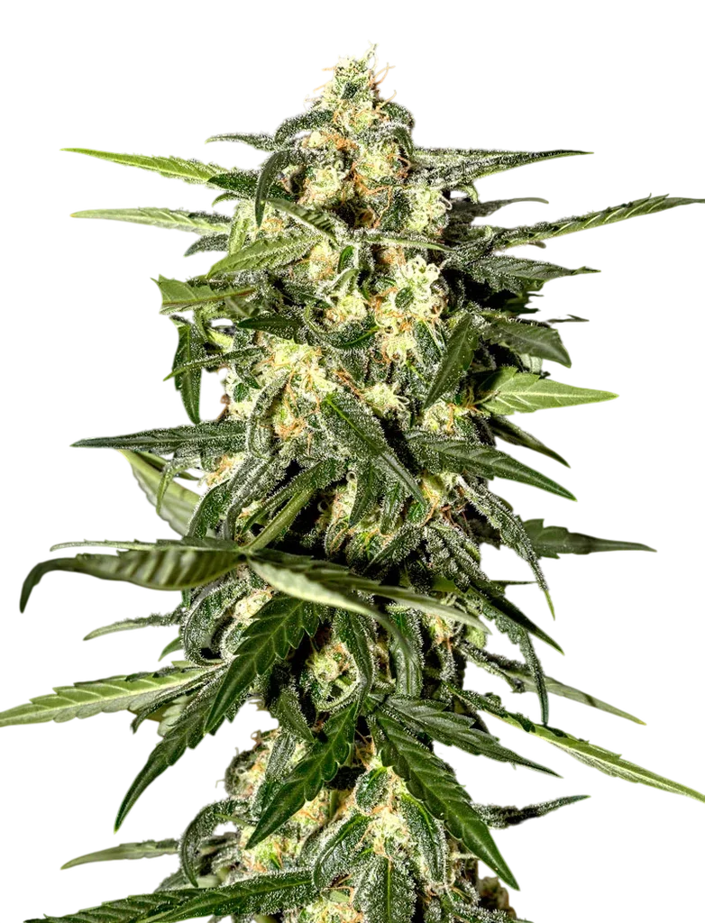 Jack Herer Auto – Produktansicht