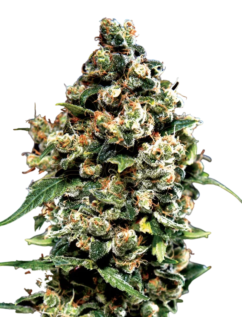 Jack Herer – Produktansicht