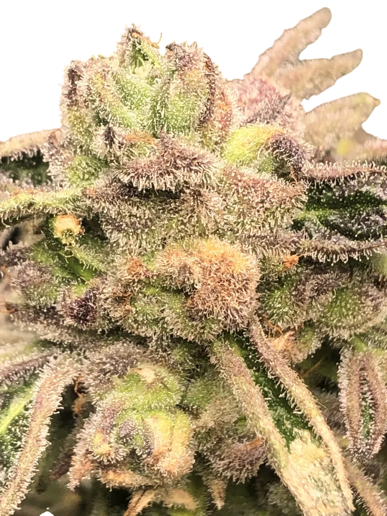 Apple Fritter S1 | PHOTOFEM | Elev8 Seeds