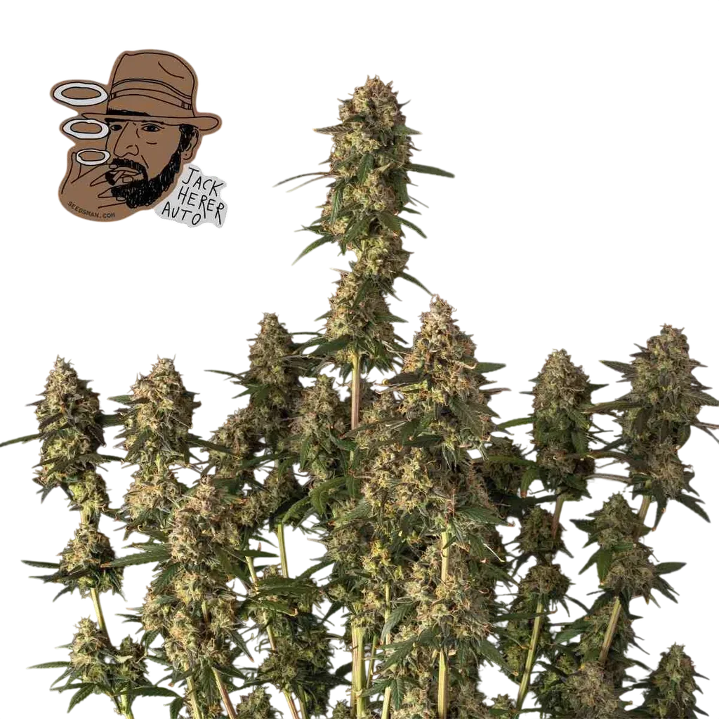 Jack Herer Auto – Produktansicht