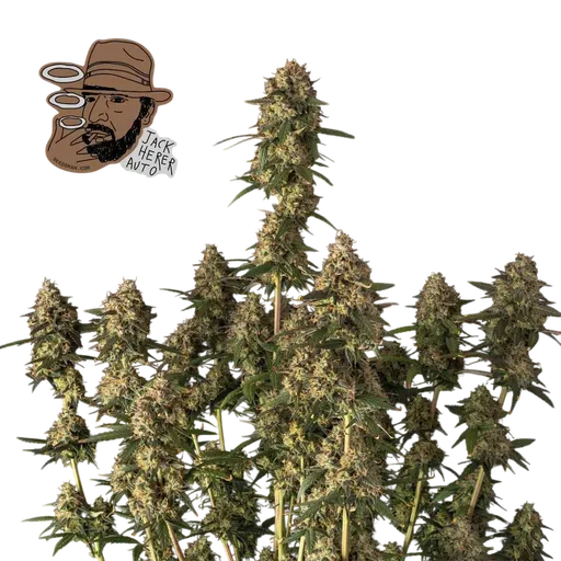 Jack Herer Auto