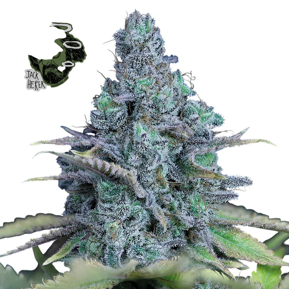 Jack Herer – Produktansicht