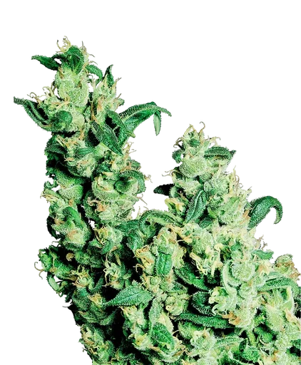 Jack Herer