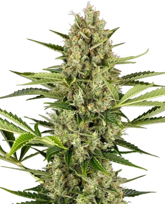 Jack Herer Auto – Produktansicht