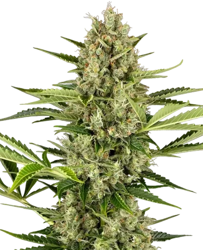 Jack Herer Auto