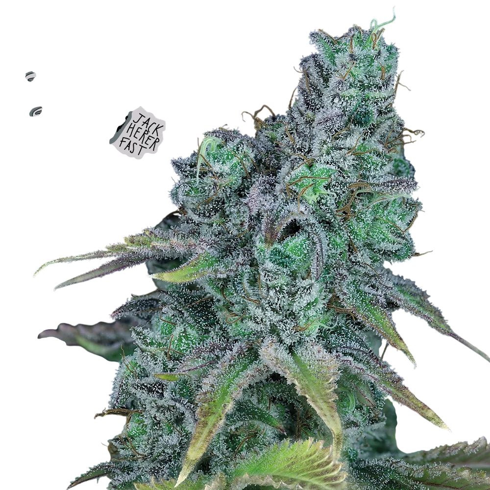 Jack Herer Fast – Produktansicht