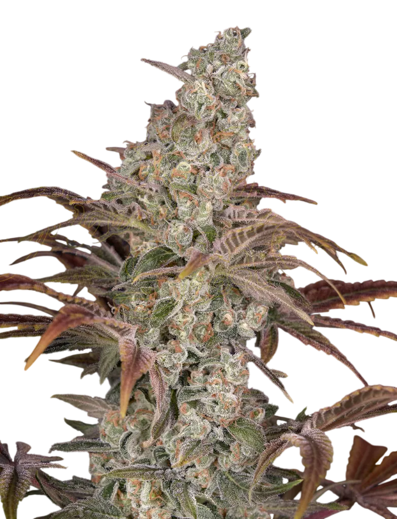 Jacks Dream | PHOTOFEM | Greenhouse Seed Co.