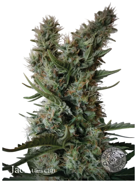 Jack Ultra CBD – Produktansicht