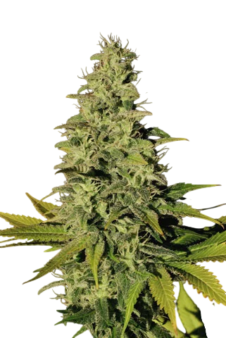 Jacky White | PHOTOFEM | Paradise Seeds