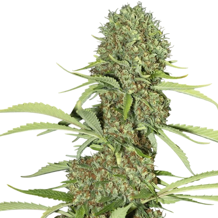 Jamaican Dream – Produktansicht