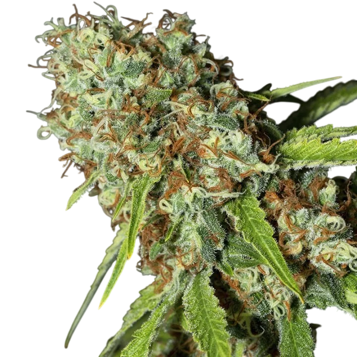 Jamaican Dream CBD – Produktansicht