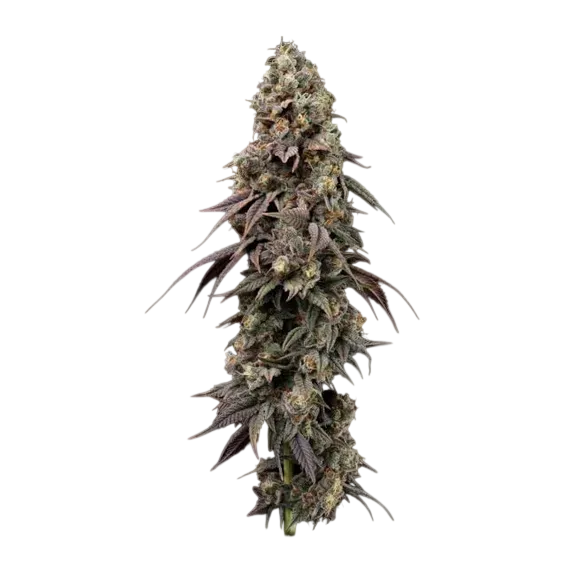 Jealousy Fast | PHOTOFEM | Seedsman