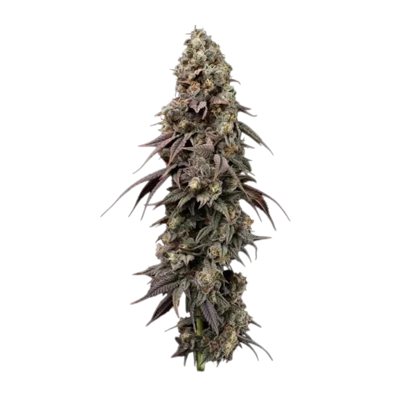Jealousy Fast | PHOTOFEM | Seedsman