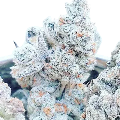 Jelly Breath S1 | PHOTOFEM | In House Genetics