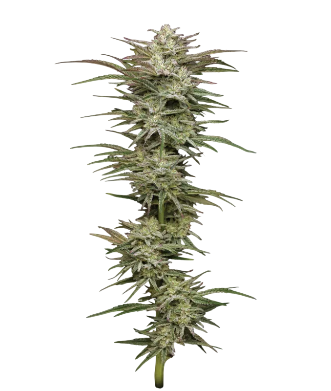 Jelly Donutz Auto | AUTOFEM | Humboldt Seed Co.