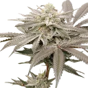 Aqua Verde | PHOTOFEM | Elev8 Seeds