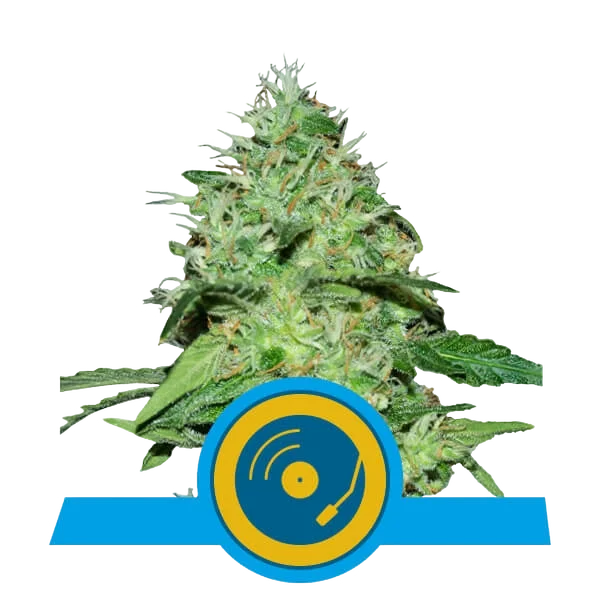 Joannes CBD – Produktansicht