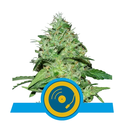 Joannes CBD