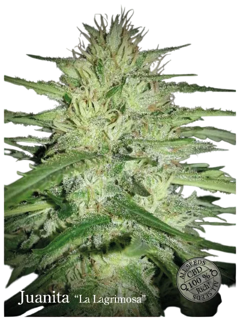 Juanita La Lagrimosa CBD – Produktansicht