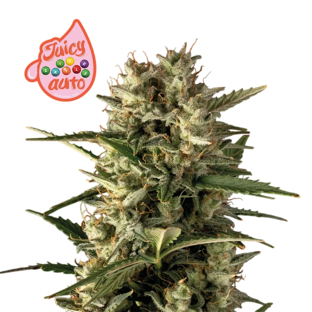 Juicy Zkittlez Auto – Produktansicht