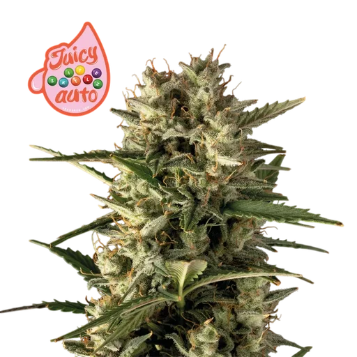 Juicy Zkittlez Auto