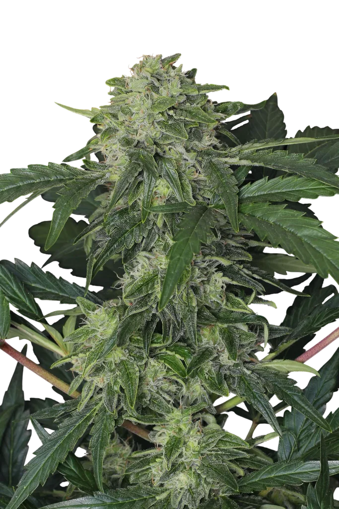 Jungle Fever Auto – Produktansicht