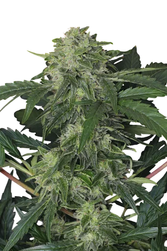 Jungle Fever Auto