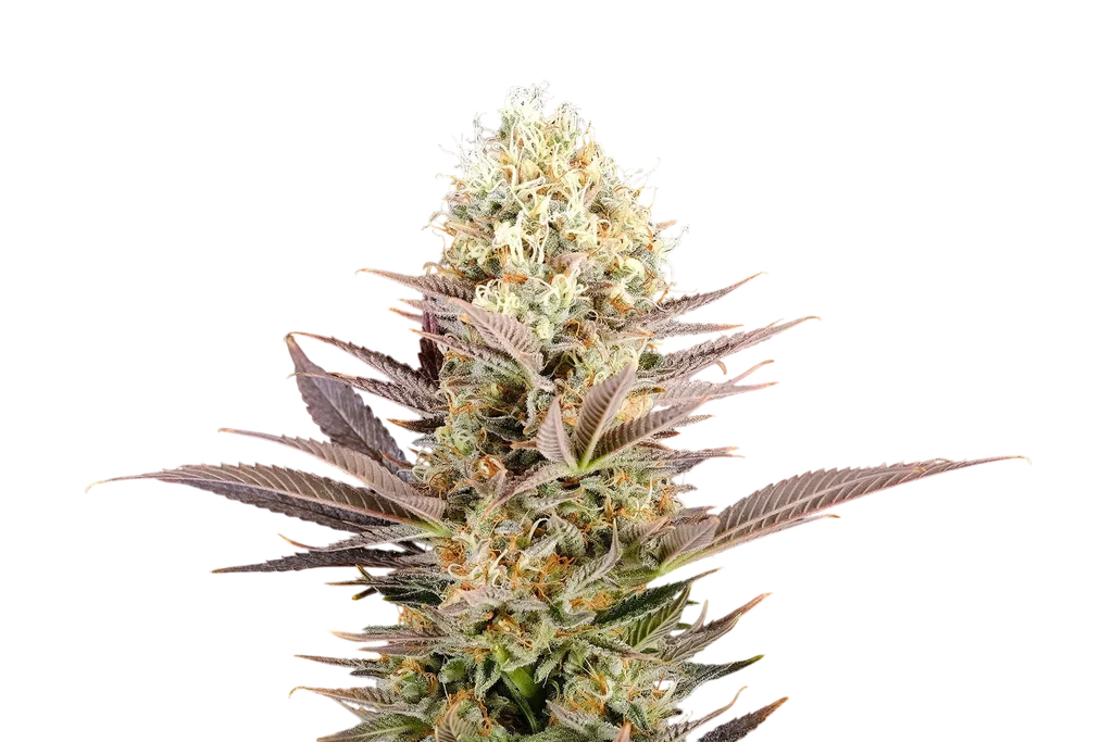 Kaboom (La Reina de Africa) | PHOTOFEM | Kannabia Seeds