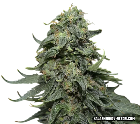 Kabul Express – Produktansicht