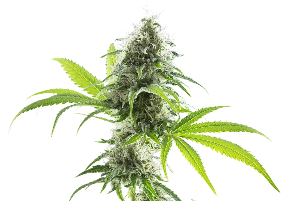Kama Kush CBD – Produktansicht