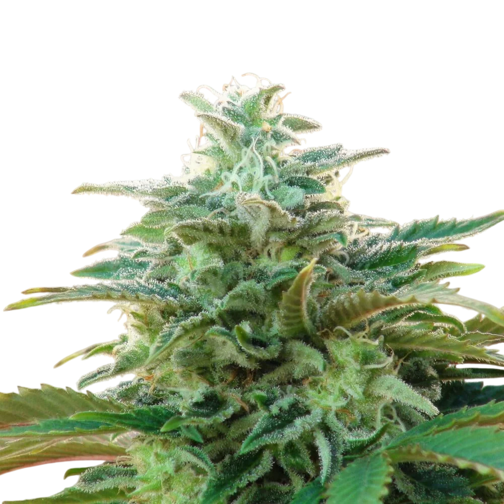 Kannabia CBDV Auto | AUTOFEM | Kannabia Seeds