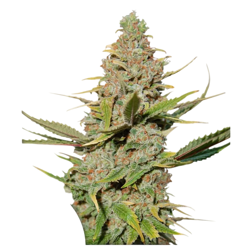 Karels Cookies – Produktansicht