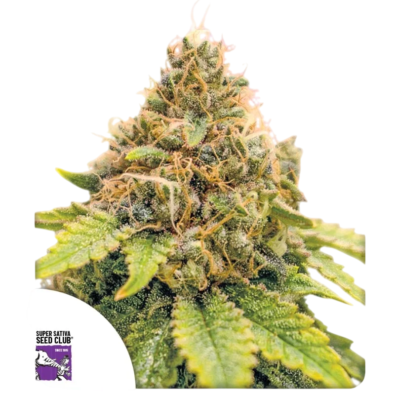 Karels Dank – Produktansicht