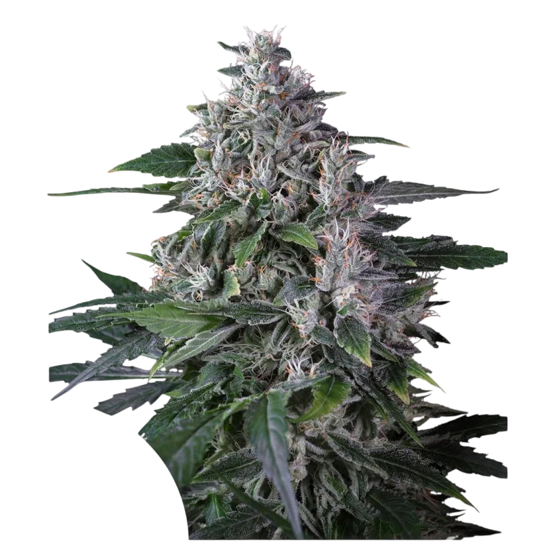Karels Haze – Produktansicht