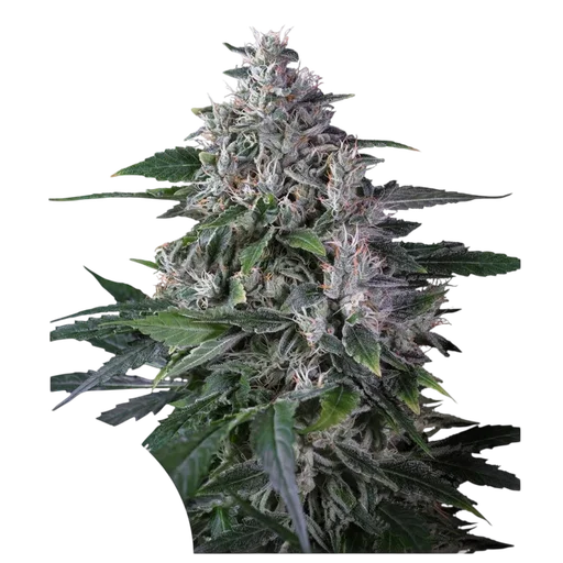 Karels Haze