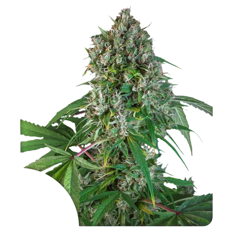 Karels Herer Haze – Produktansicht