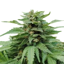 Karribean Mango (Karibena)