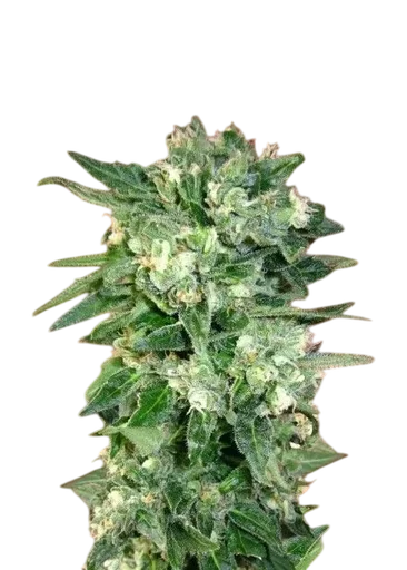 Kaya 47 Auto