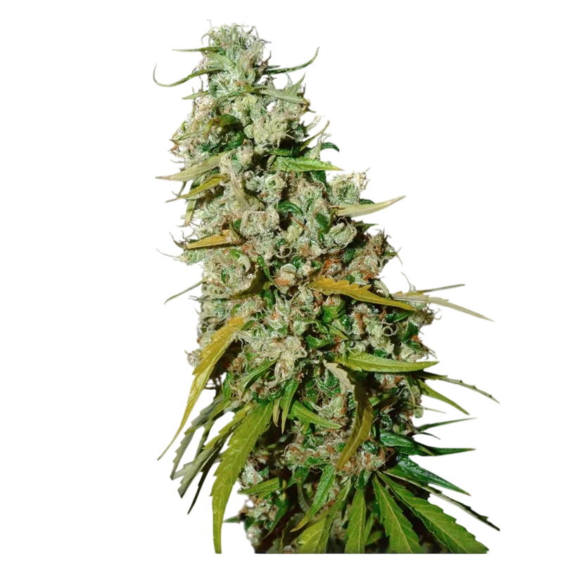 Kees Old School Haze – Produktansicht