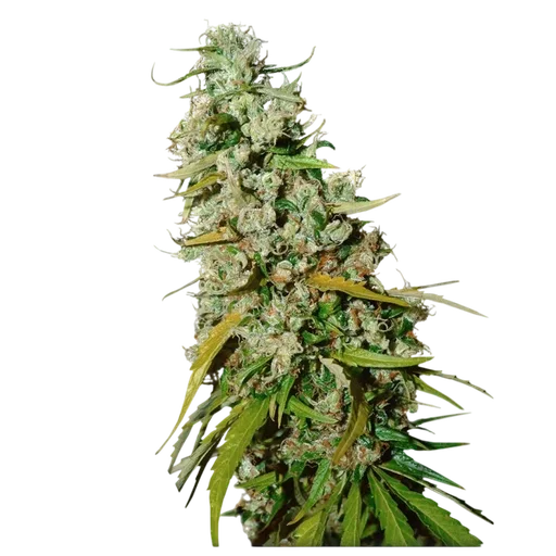 Kees Old School Haze