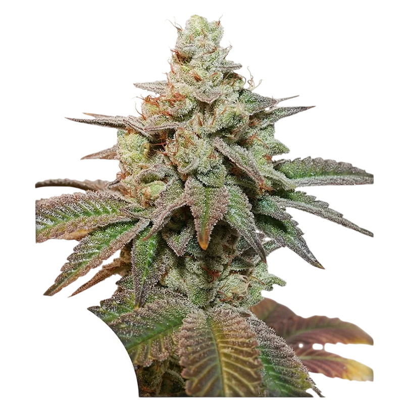 Kerosene Krash Auto | AUTOFEM | Dutch Passion