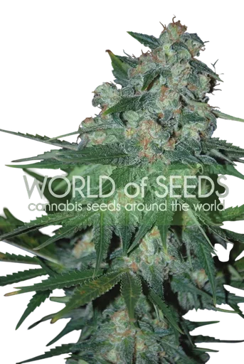 Ketama