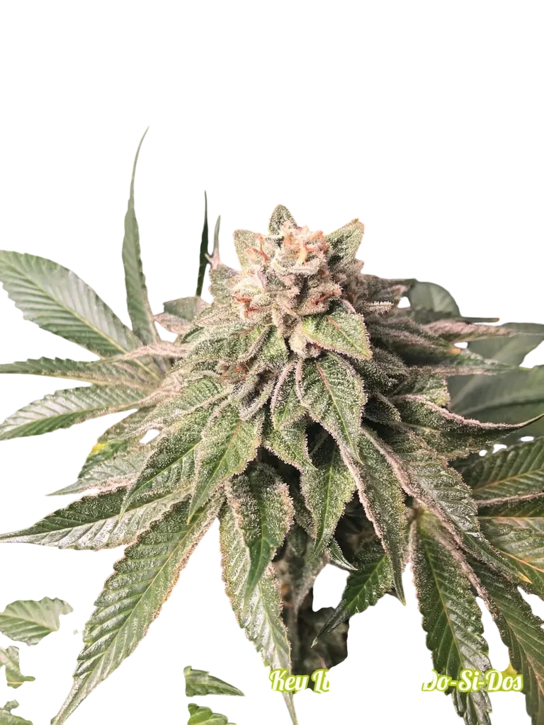 Key Lime Pie x Do-Si-Dos – Produktansicht