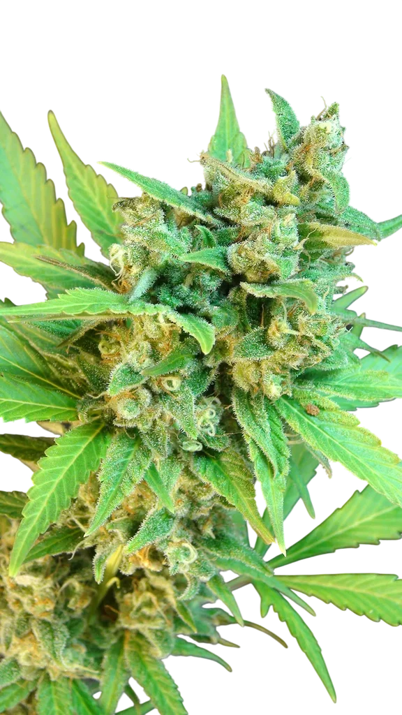 Kickass (B.Lee ) Auto – Produktansicht