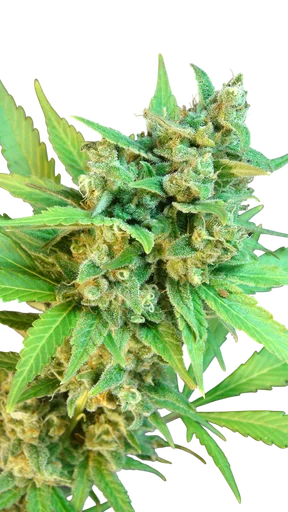 Kickass (B.Lee ) Auto