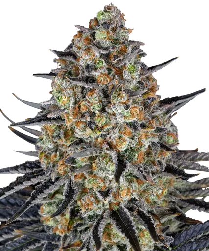 LSD