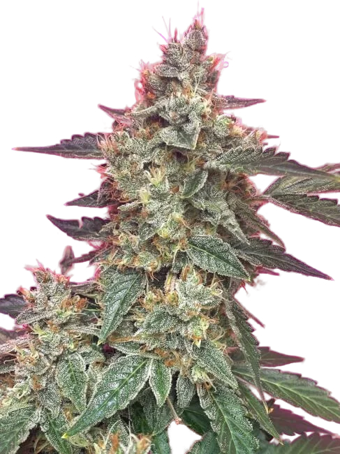 Aunt Ginnys Elixir CBD Auto – Produktansicht