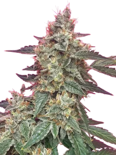 Aunt Ginnys Elixir CBD Auto