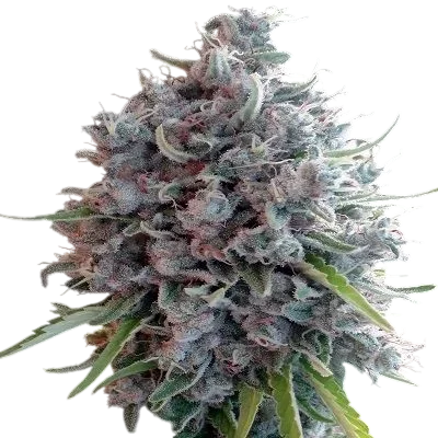 Killer A5 Haze – Produktansicht