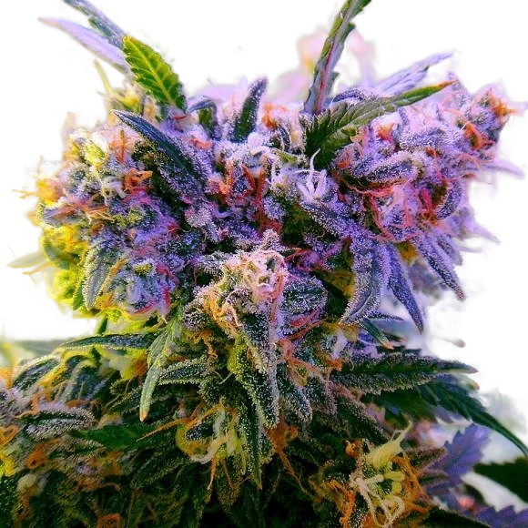 Aurora Indica – Produktansicht